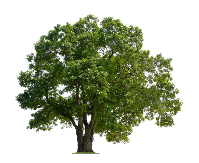 Tree Crown Shaping detail