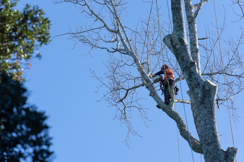 Arborist Performing Trimming