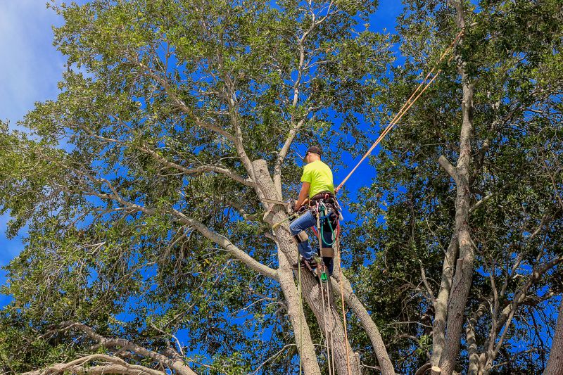 Expert Tree Pruning