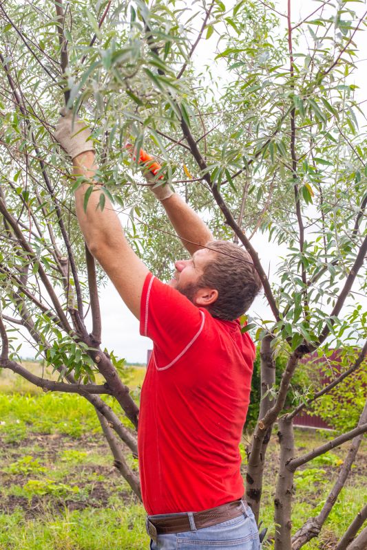 Pruning Young Trees