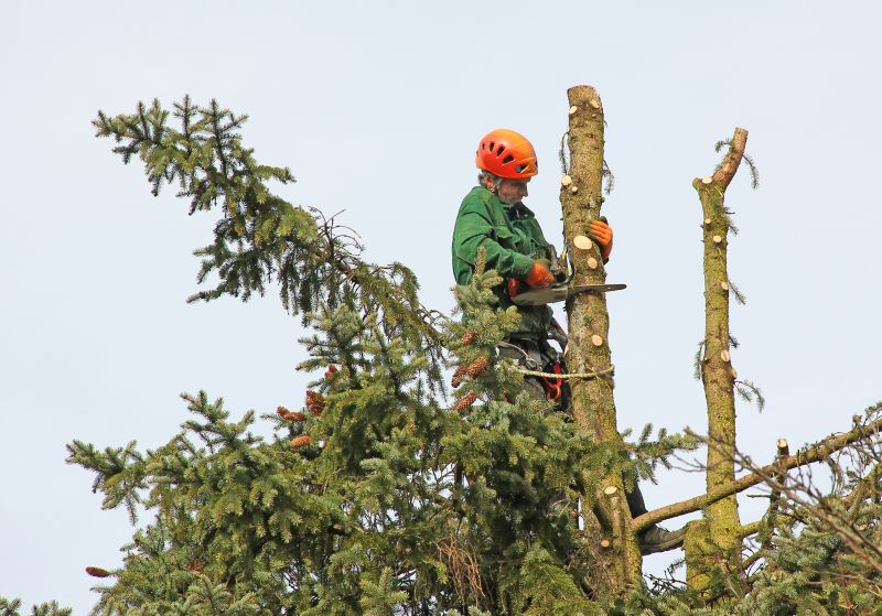 Tree Health and Safety
