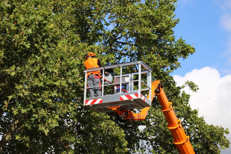 Safety Equipment for Tree Care