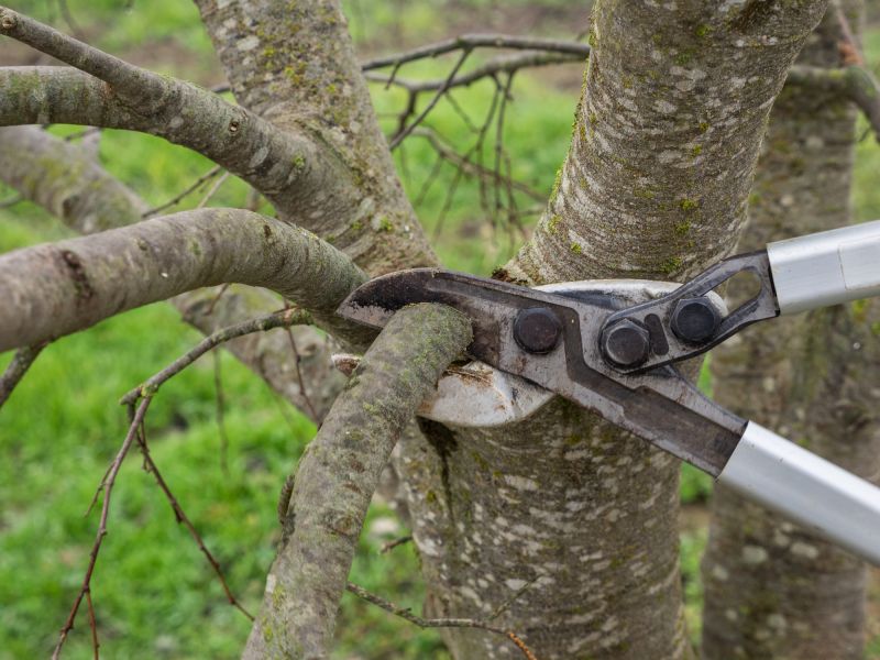 Proper Pruning Techniques