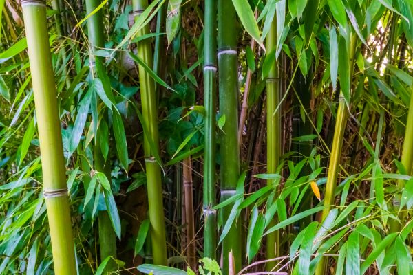 Bamboo Trimming in Columbia