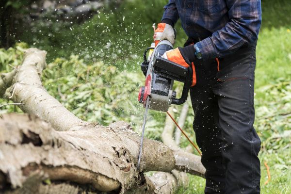 Branch Removal Service in Columbia