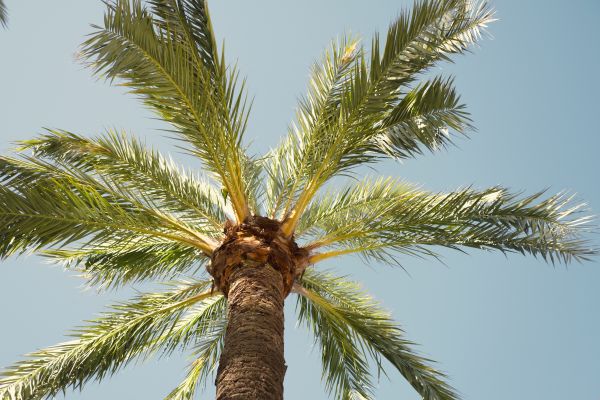 Palm Tree Pruning in Columbia