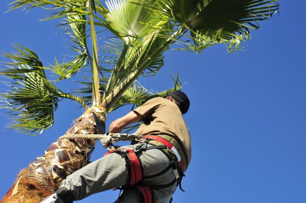 Palm Tree Trimming in Columbia