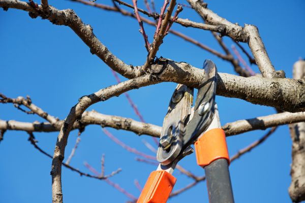 Residential Tree Service in Columbia