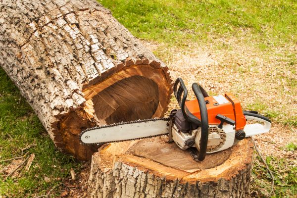 Tree Cutting Service in Columbia