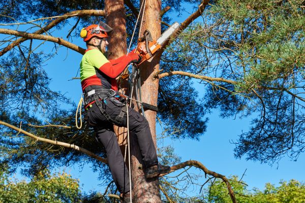 Tree Service in Columbia