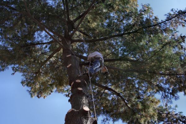 Trimming Service in Columbia