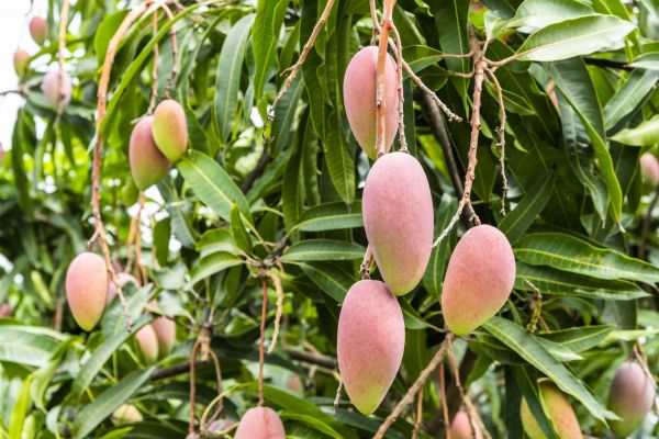 Mango Tree Trimming in Columbia