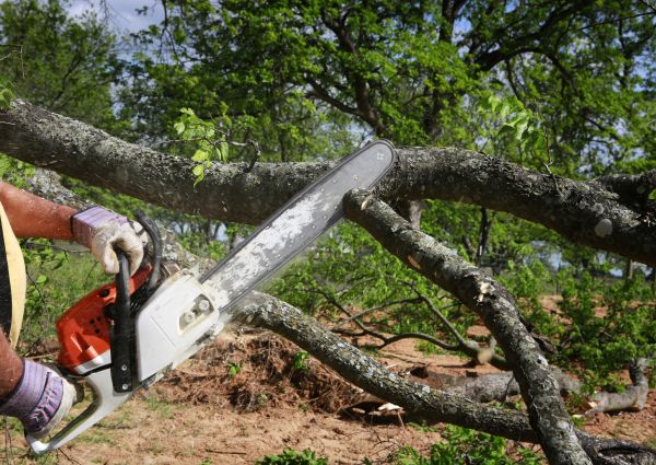 Tree Branch Cutting in Columbia