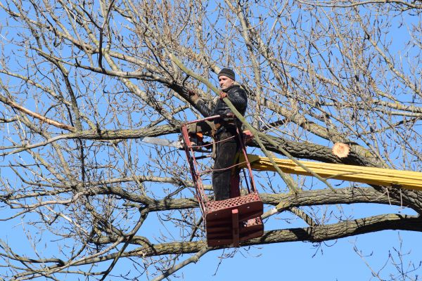 Emergency Tree Trimming in Columbia