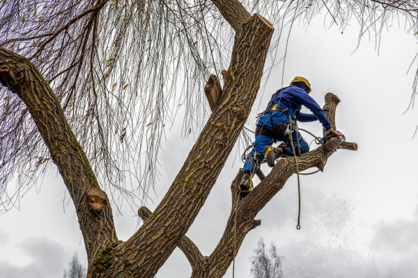 Tree Maintenance Service in Columbia