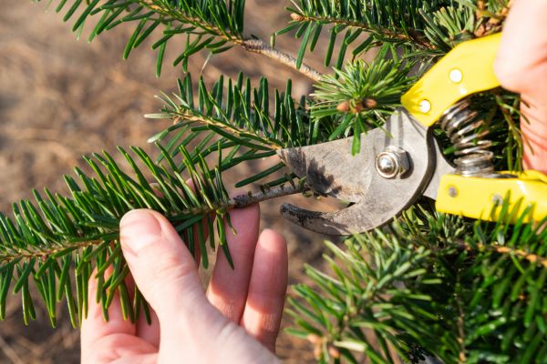 Pine Tree Pruning in Columbia