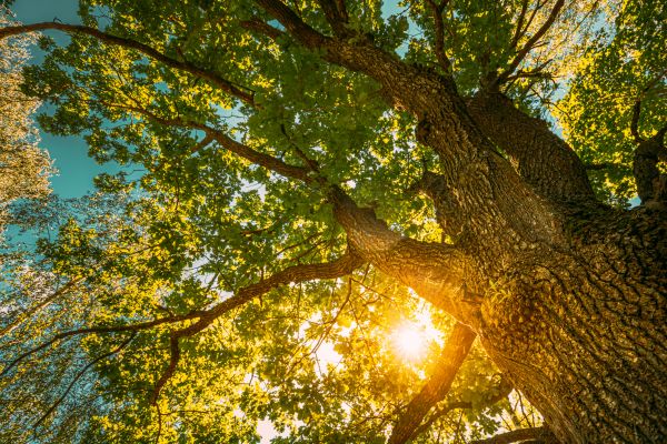 Oak Tree Pruning in Columbia