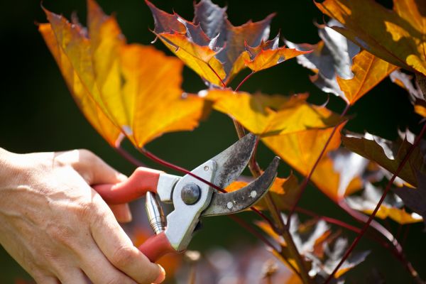 Maple Tree Pruning in Columbia
