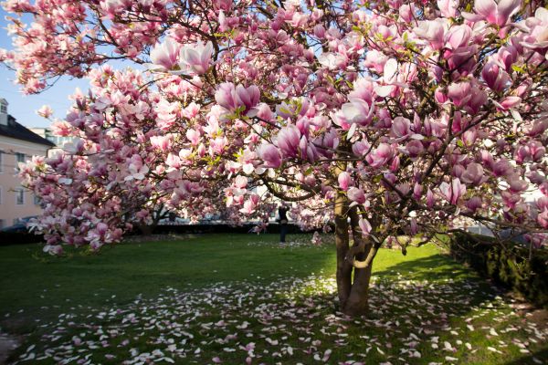 Magnolia Tree Pruning in Columbia