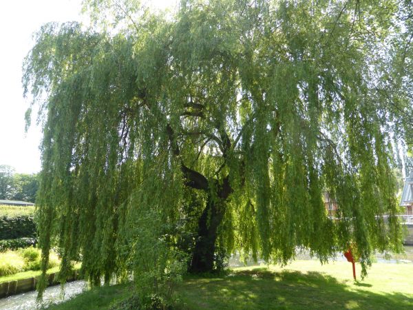 Willow Tree Trimming in Columbia