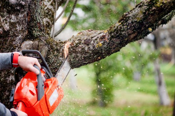 Tree Limbs Removal in Columbia
