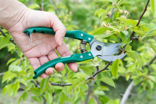 Pear Tree Pruning in Columbia
