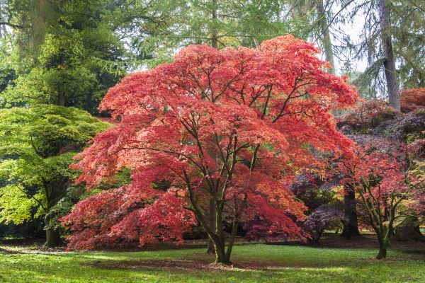 Japanese Maple Pruning in Columbia