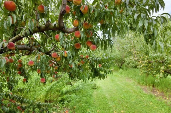 Peach Tree Pruning in Columbia