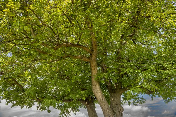 Walnut Tree Trimming in Columbia