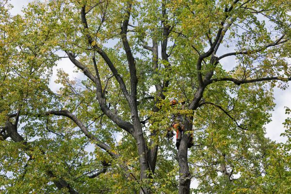 Tree Crown Shaping in Columbia