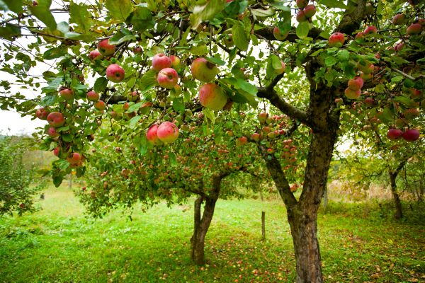 Apple Tree Pruning in Columbia