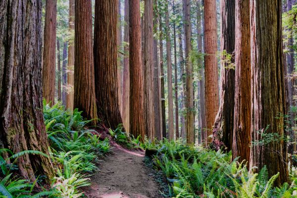 Redwood Tree Trimming in Columbia