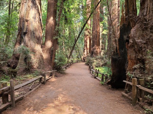 Redwood Tree Pruning in Columbia