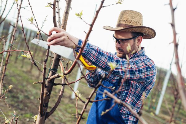 Orchard Tree Pruning in Columbia