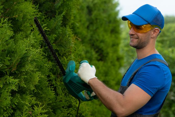 Tree Shaping Service in Columbia