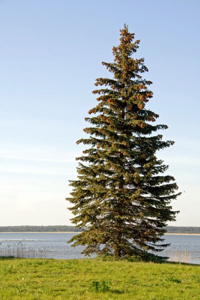 Spruce Tree Pruning in Columbia