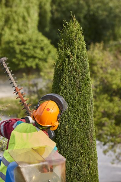 Cypress Tree Trimming in Columbia
