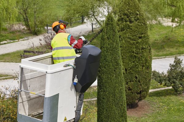 Cypress Tree Pruning in Columbia