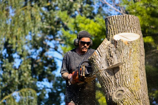 Ash Tree Pruning in Columbia