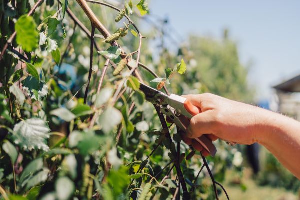 Birch Tree Pruning in Columbia