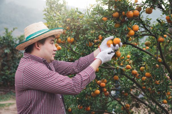 Orange Tree Pruning in Columbia