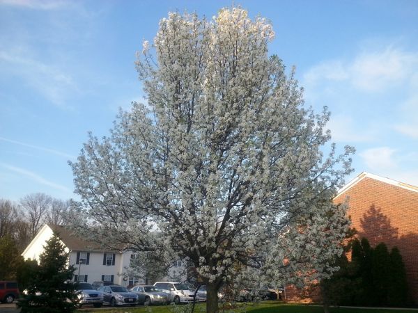 Bradford Pear Tree Pruning in Columbia