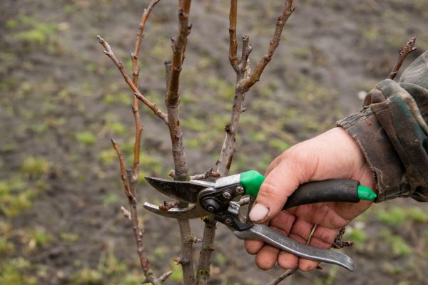 Pear Trees Pruning in Columbia