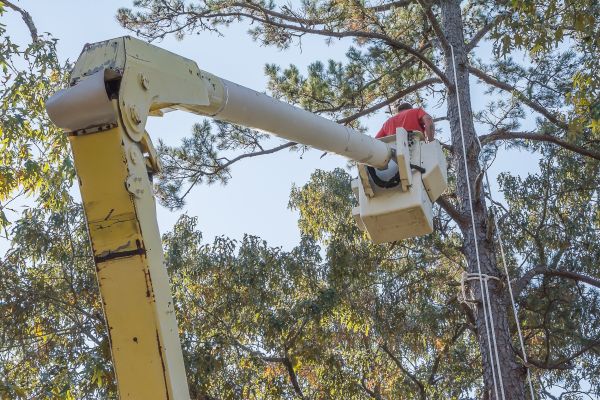 Limbs Trimming in Columbia