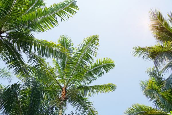 Queen Palm Tree Trimming in Columbia