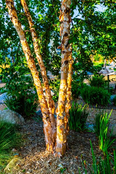 River Birch Trimming in Columbia