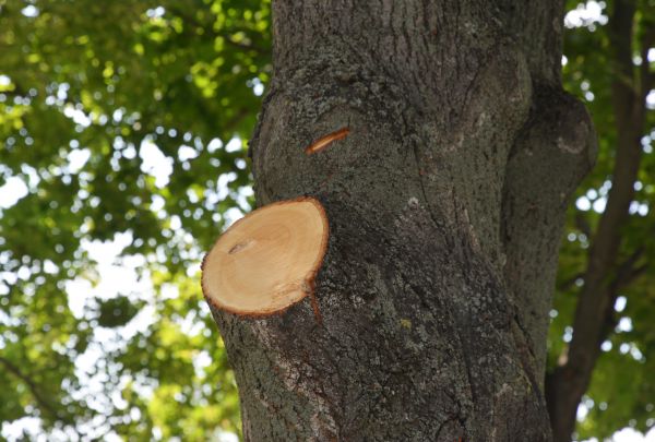 Limb Cutting in Columbia