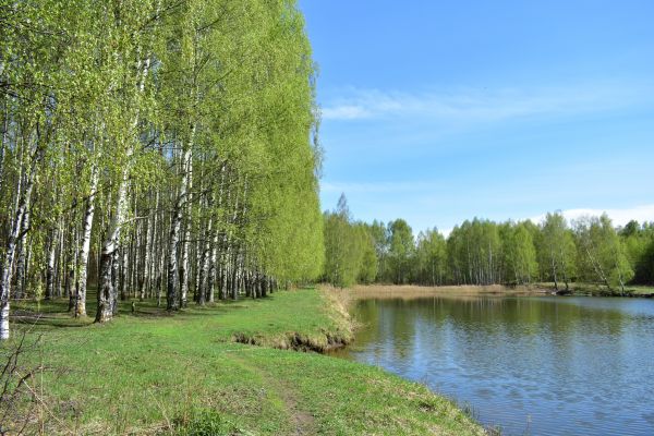 River Birch Pruning in Columbia