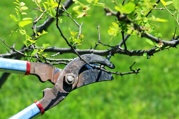 Branches Pruning in Columbia