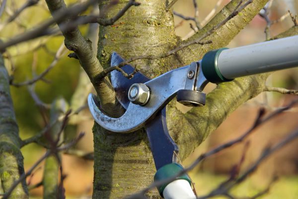 Tree Limb Trimming Service in Columbia